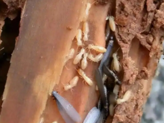 鸡西白蚁防治公司分享装修防虫必修课：全屋白蚁预防，筑牢家居长期防护屏障